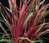 Cordyline Can Can (Cordyline australis)