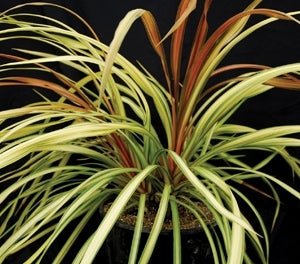 Cordyline Cha Cha™ (Cordyline australis) - Ladybird Nursery