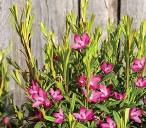 Coopers Classic x saligna (Crowea exalata)