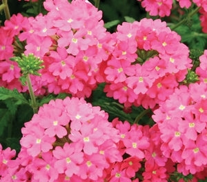 Verbena Almira Bright Pink (Verbena)