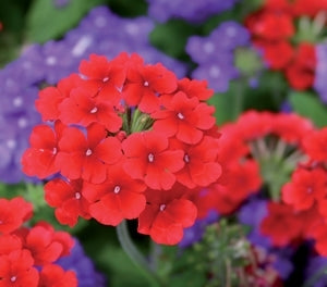 Verbena Almira Scarlet (Verbena)
