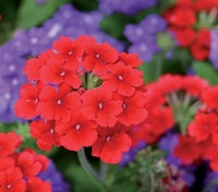 Verbena Almira Scarlet (Verbena) - Ladybird Nursery