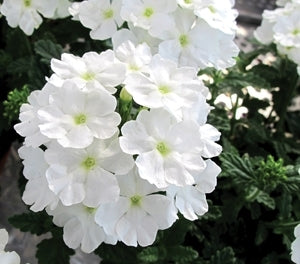Verbena Almira White (Verbena)
