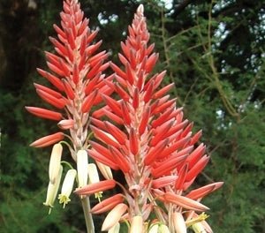 Porcupine Aloe (Aloe Porcupine) - Ladybird Nursery