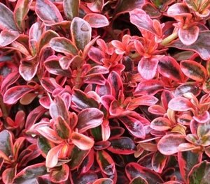 Coprosma Royale - Ladybird Nursery