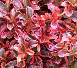 Coprosma Royale