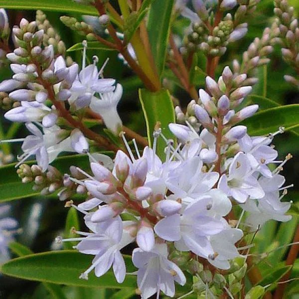 Hebe Lavender Lass - Ladybird Nursery