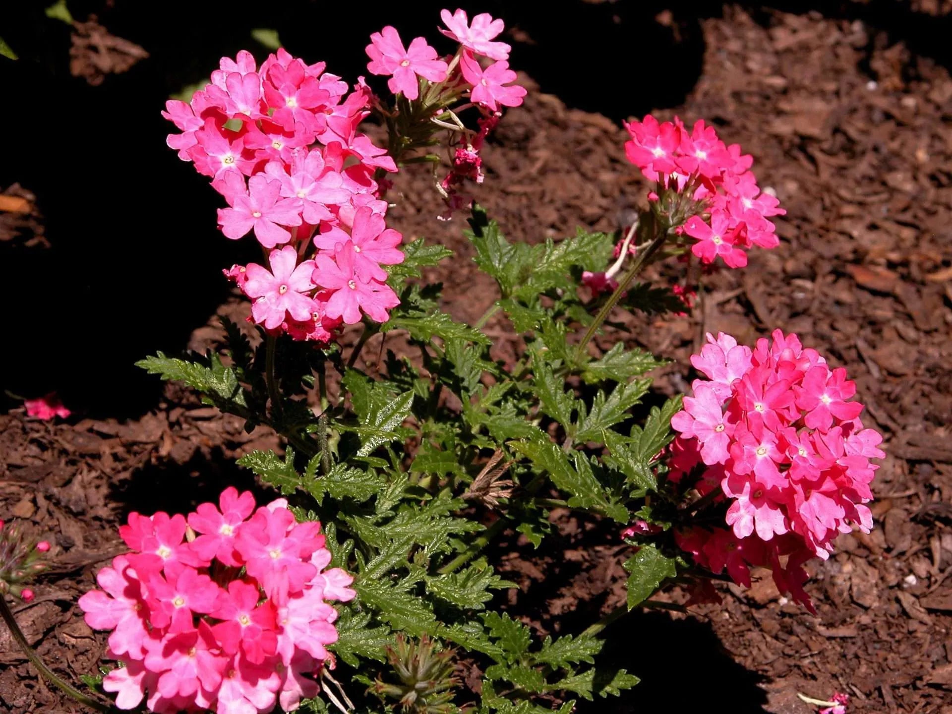 Verbena Almira Bright Pink (Verbena)