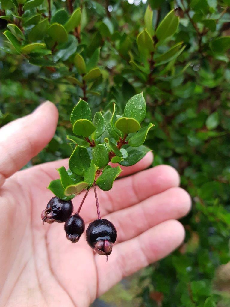 Chilean Myrtle (Luma apiculata)