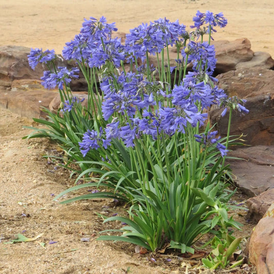 Agapanthus hybrid BINGO BLUE™ Tissue culture - Ladybird Nursery