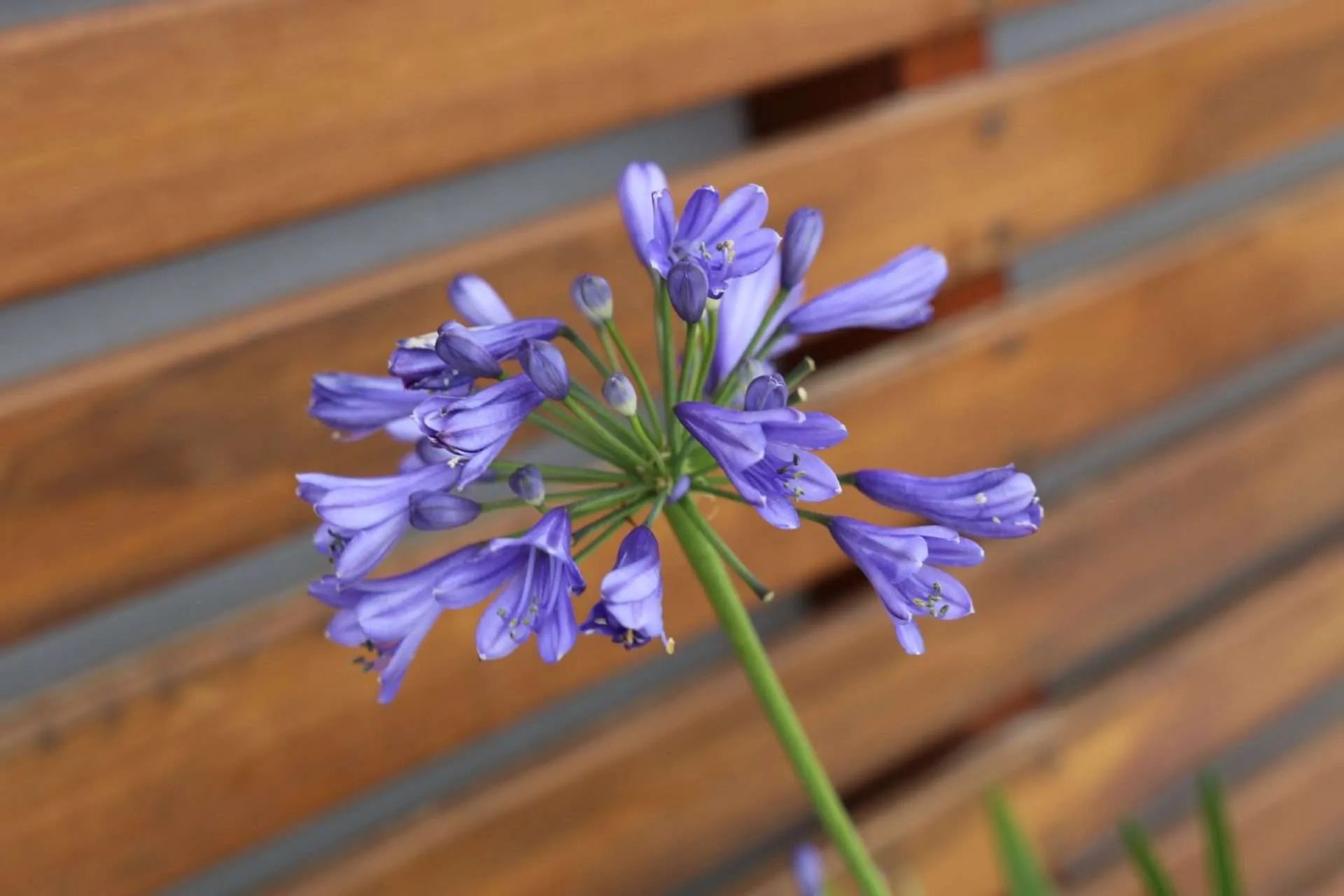 Agapanthus hybrid BINGO BLUE™ Tissue culture