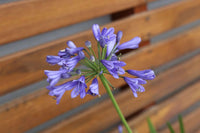 Agapanthus hybrid BINGO BLUE™ Tissue culture
