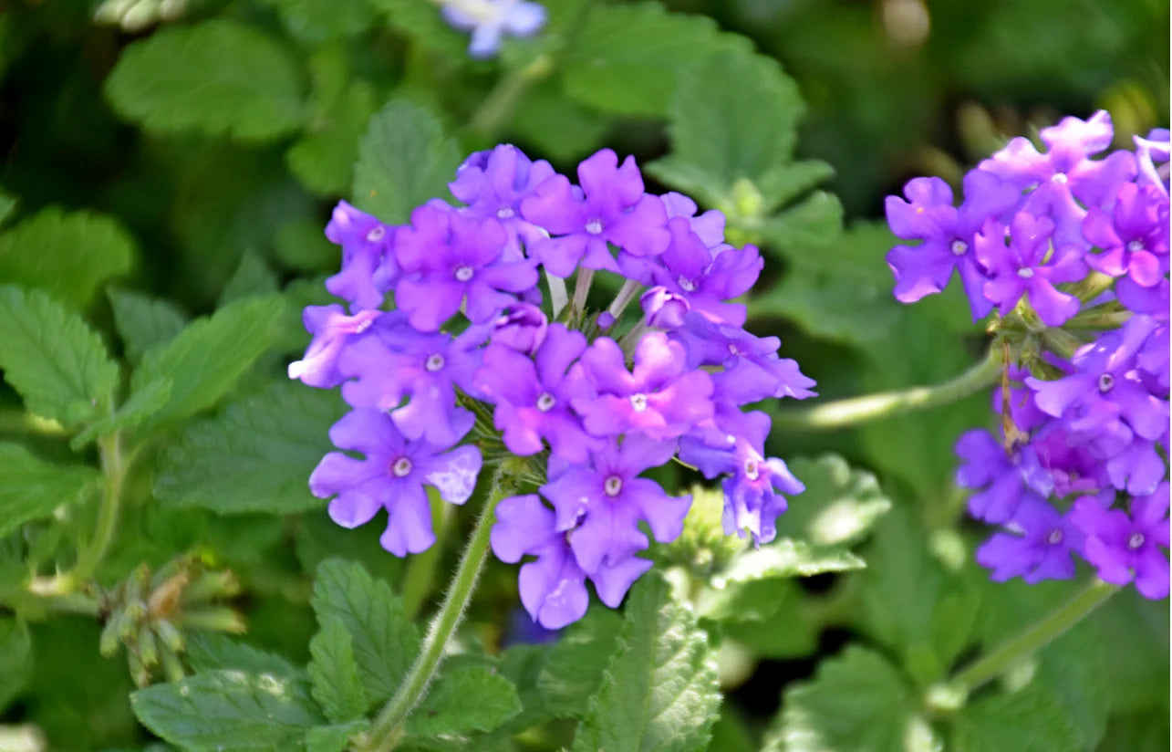 Verbena Almira Deep Blue (Verbena)