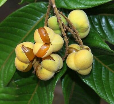 Diploglottis australis - Large Leaved Tamarind (Tucker Bush™) - Ladybird Nursery