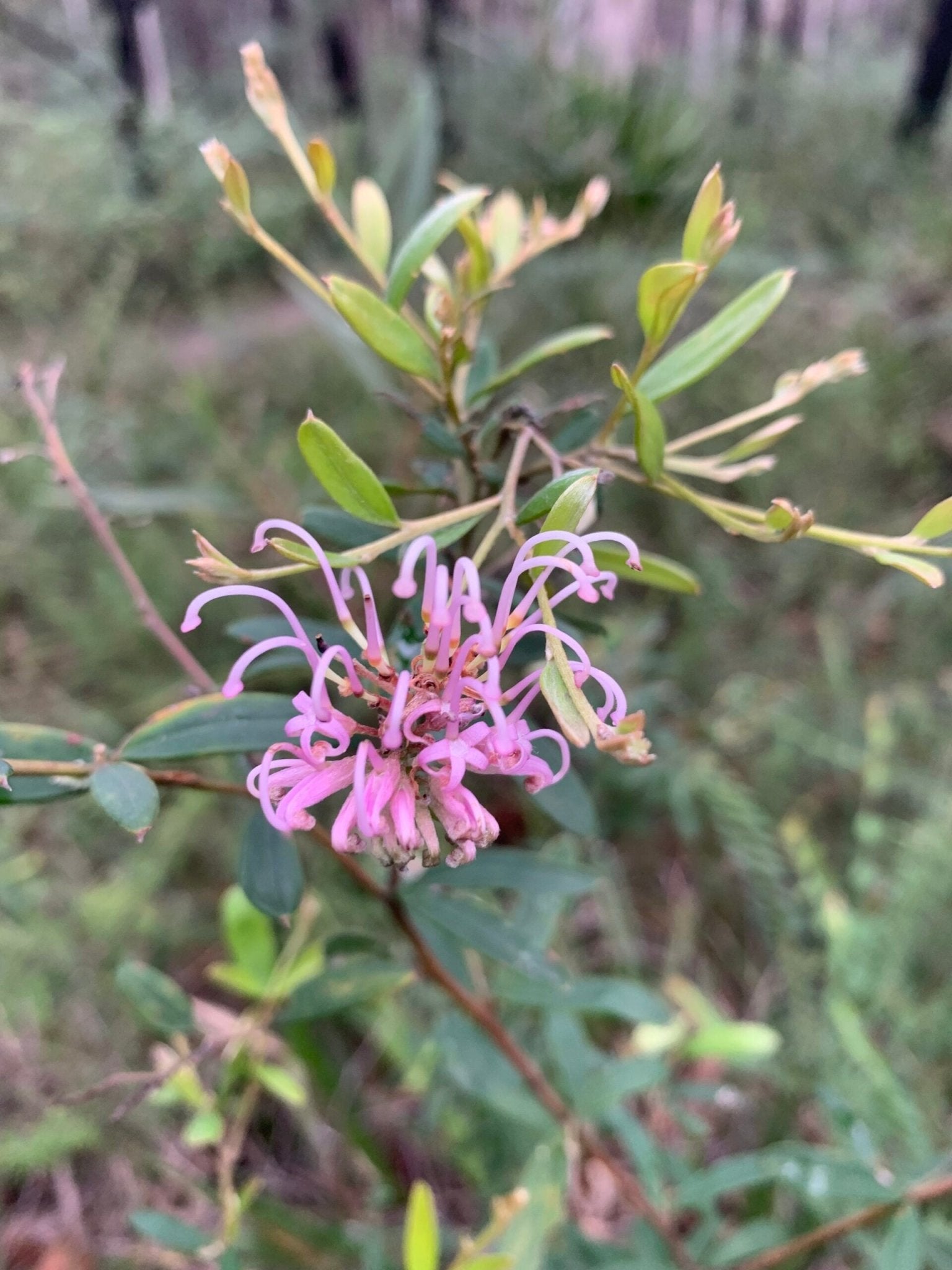 Grevillea Pink (Grevillea sericea) - Ladybird Nursery
