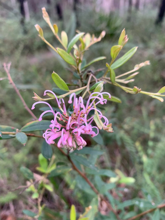 Grevillea Pink (Grevillea sericea)