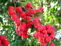 Riberry (Syzygium luehmannii)