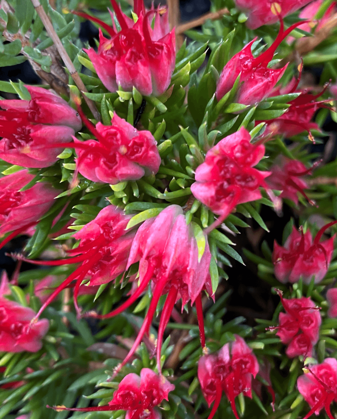 Darwinia grandiflora - Ladybird Nursery