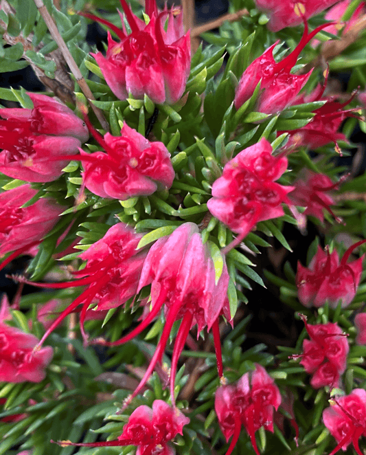Darwinia grandiflora