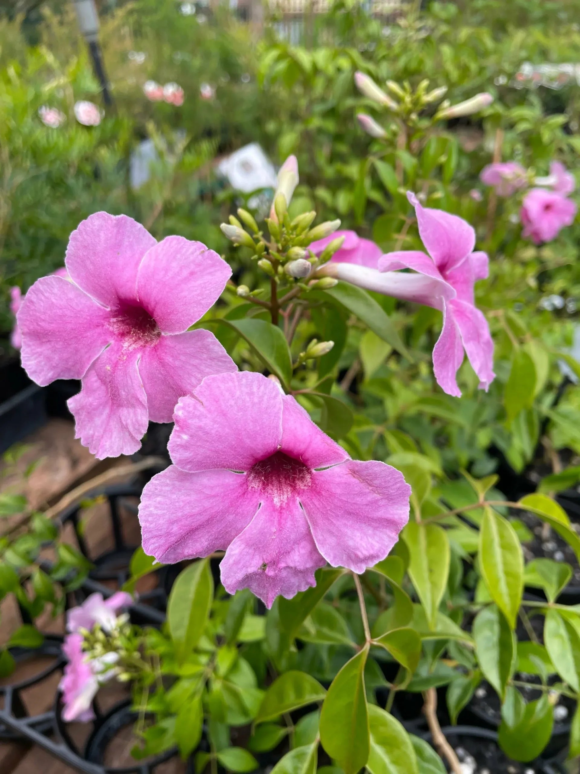 Rosy Bower Vine Belles (Pandorea) - Ladybird Nursery