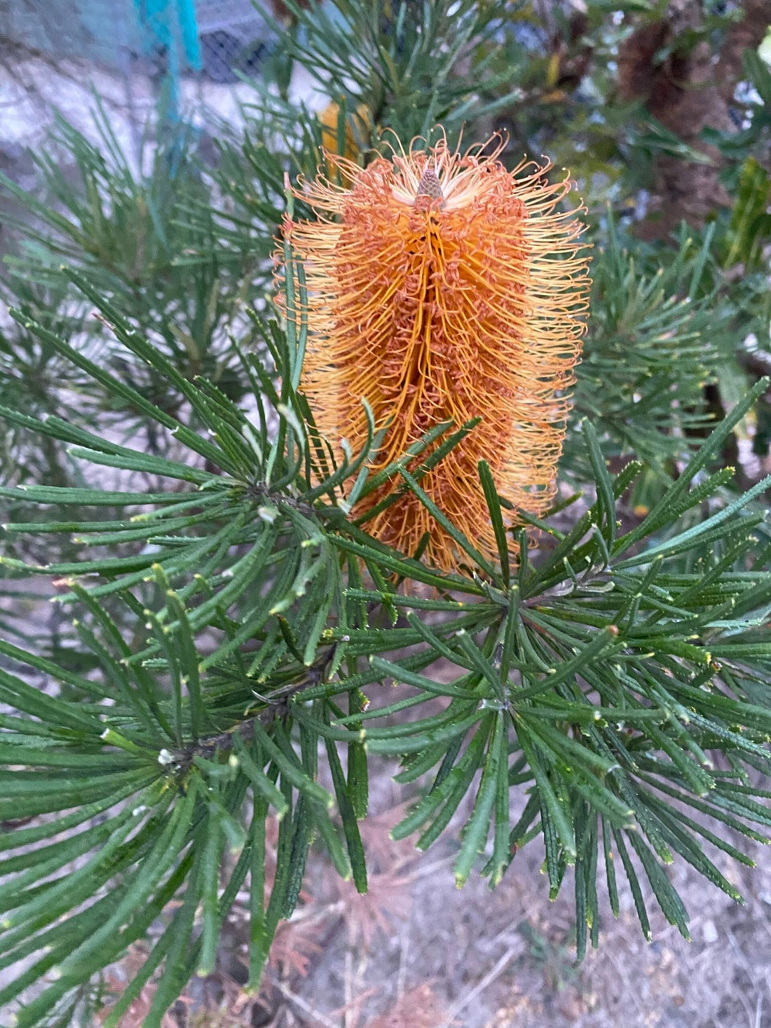 Hairpin Banksia (Banksia spinulosa) - Ladybird Nursery