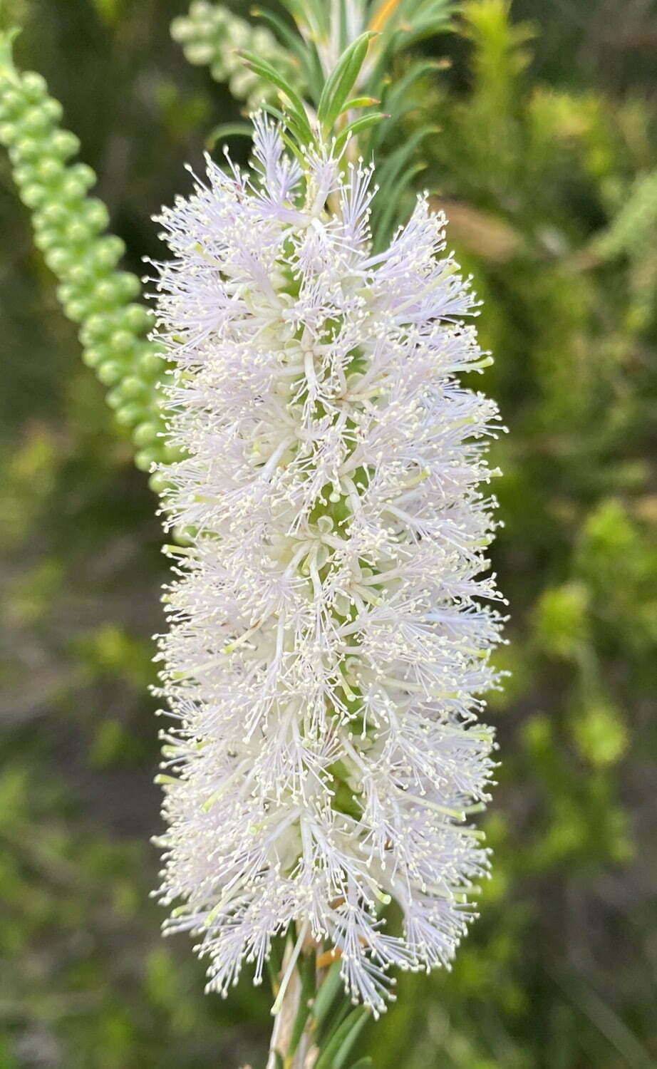 Bracelet Honey Myrtle (Melaleuca armillaris)