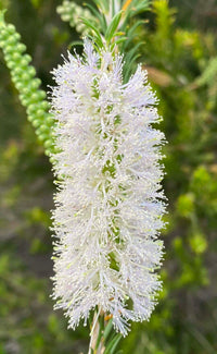 Bracelet Honey Myrtle (Melaleuca armillaris)