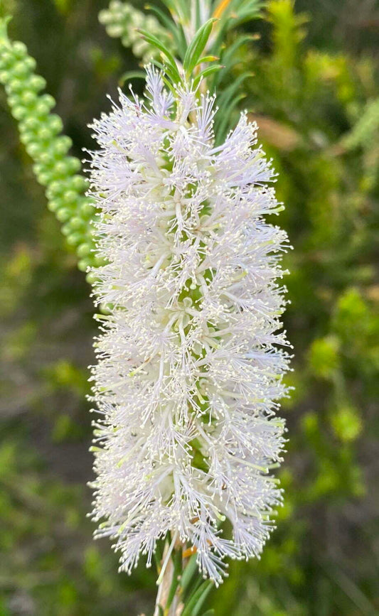 Bracelet Honey Myrtle (Melaleuca armillaris)