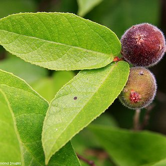Sandpaper Fig (Ficus coronata)