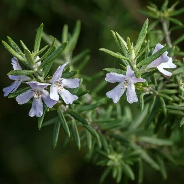 Coastal Rosemary GREY BOX™ (Westringia fruticosa)