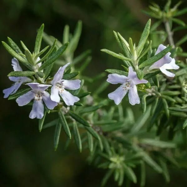 Coastal Rosemary Tooti Frooti (Westringia fruticosa) - Ladybird Nursery