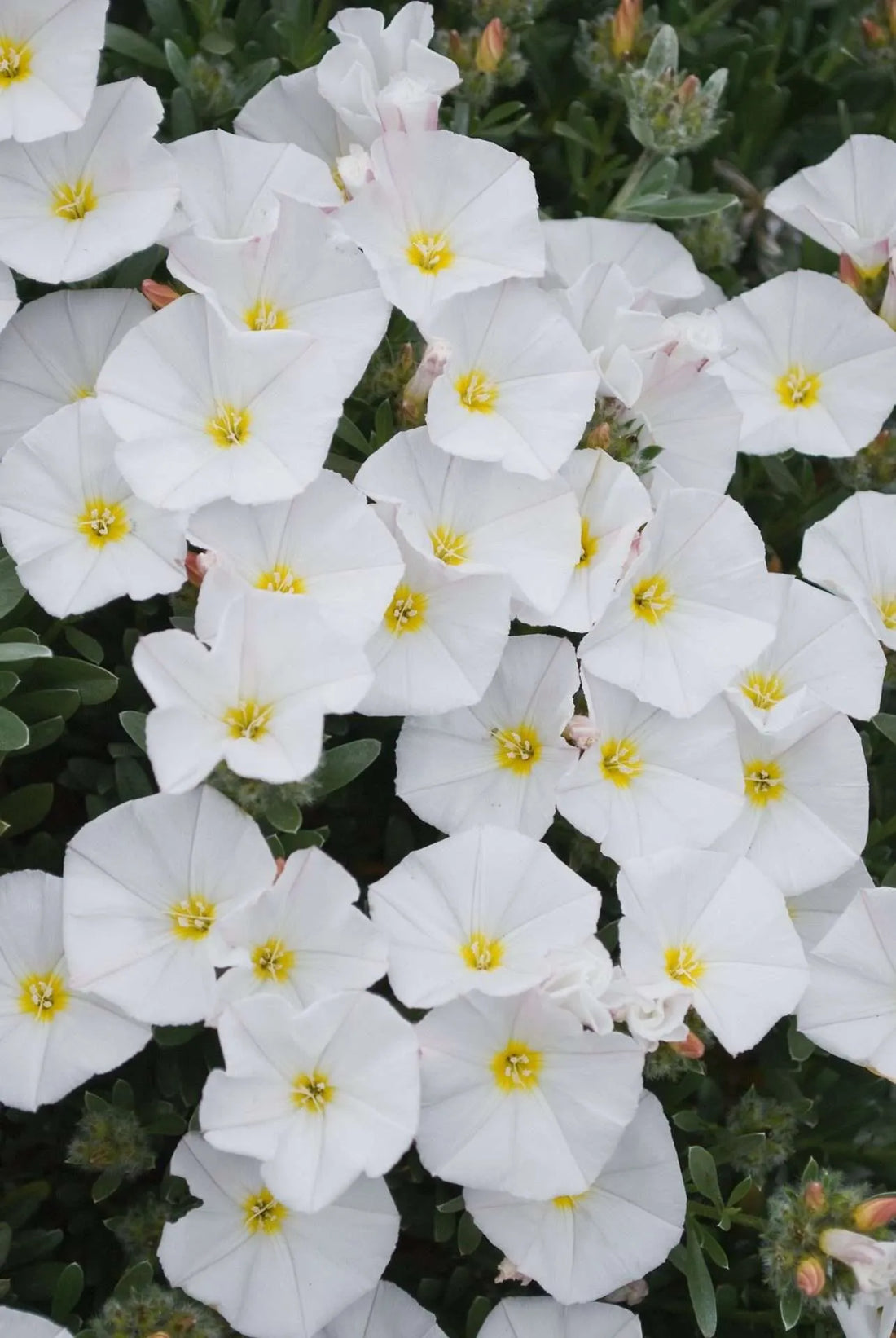 Silverbush Silvery Moon (Convolvulus cneorum) - Ladybird Nursery