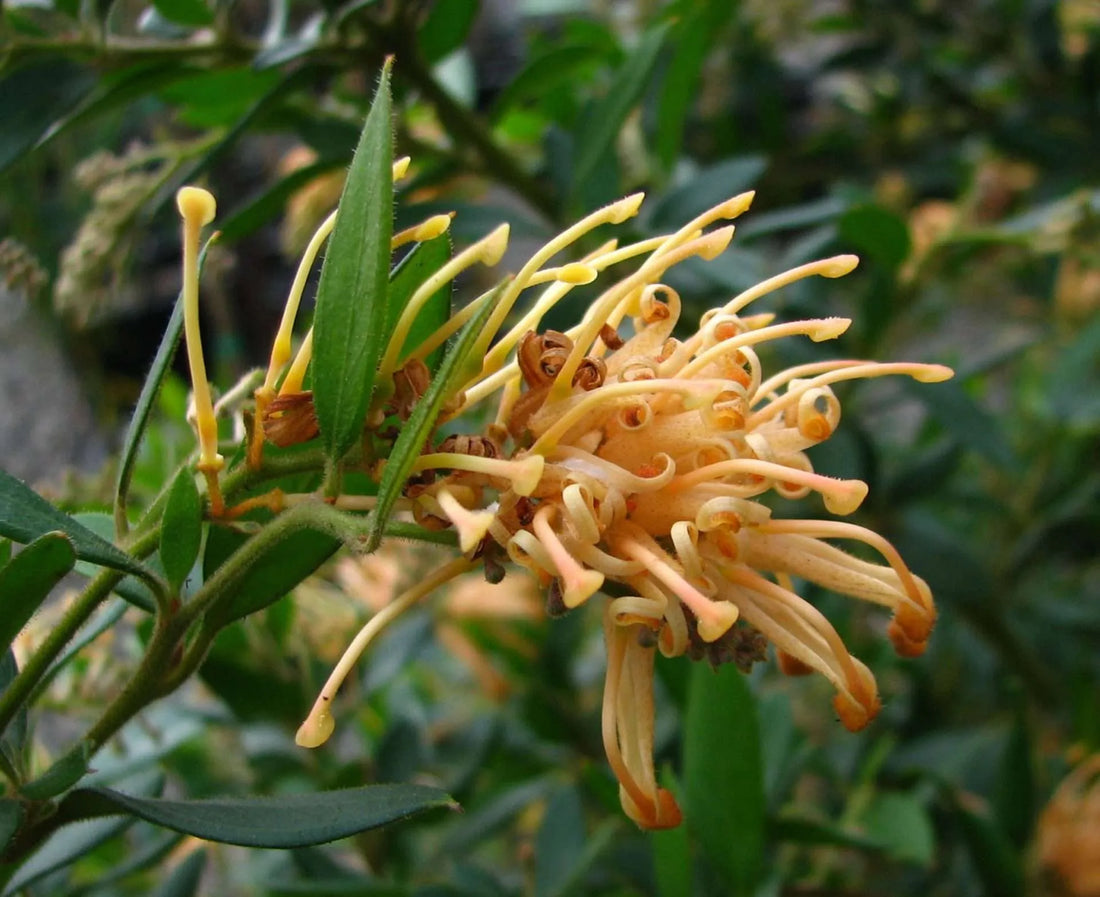 Grevillea Deuagold - Ladybird Nursery