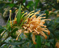 Grevillea Deuagold