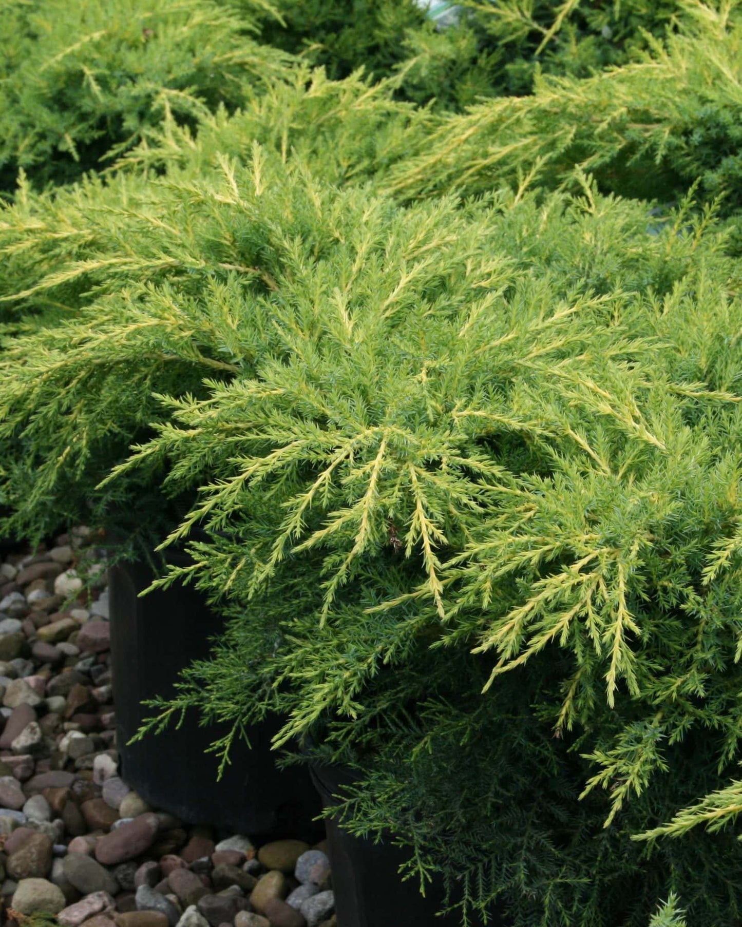 Chinese Juniper Gold Star (Juniperus chinensis)
