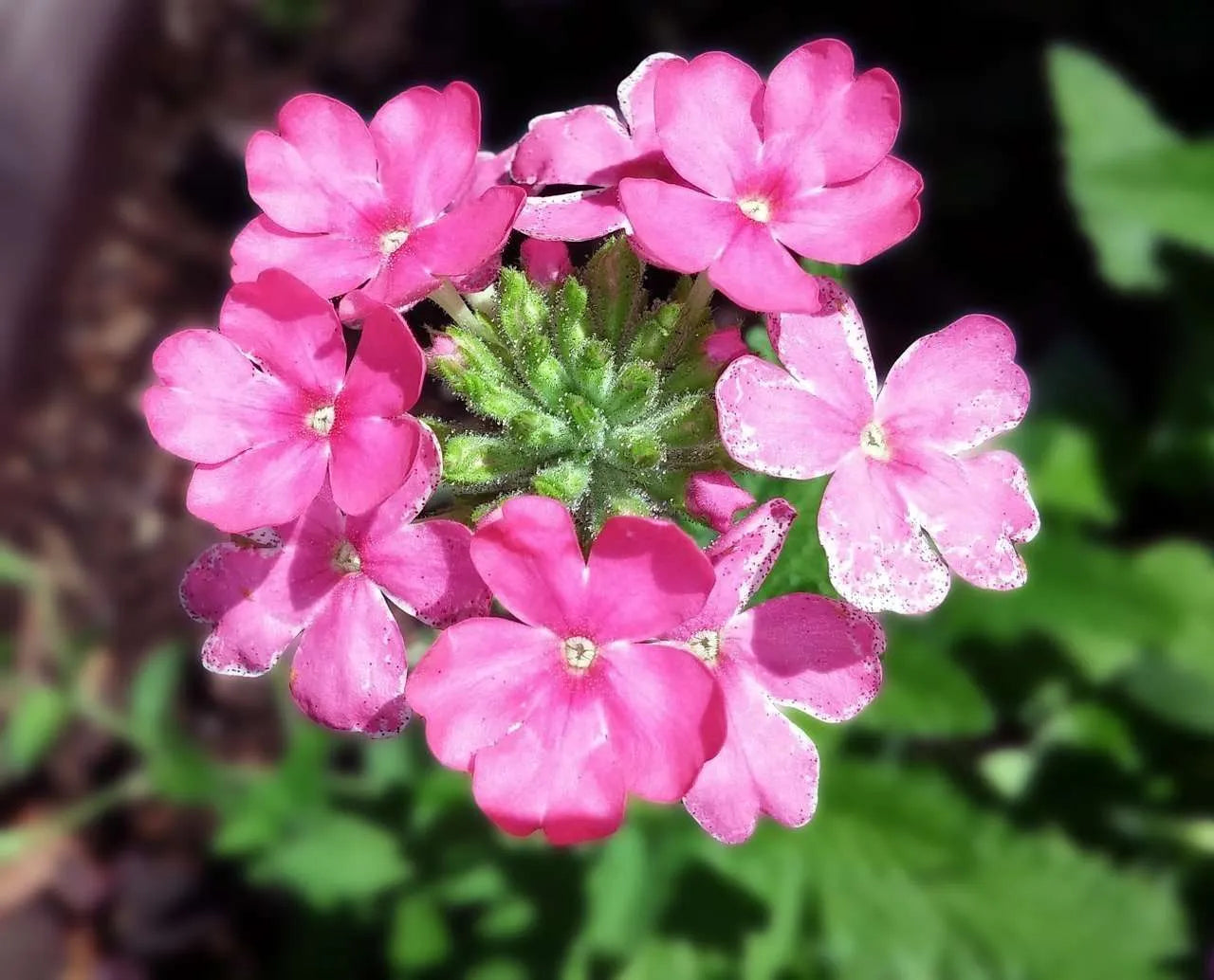 Verbena Almira Bright Pink (Verbena)