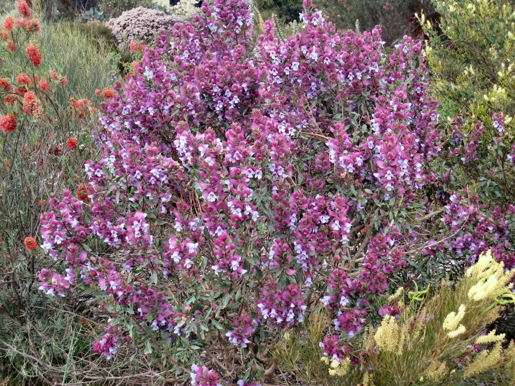 Minty™ Mint Bush (Prostanthera sieberi)