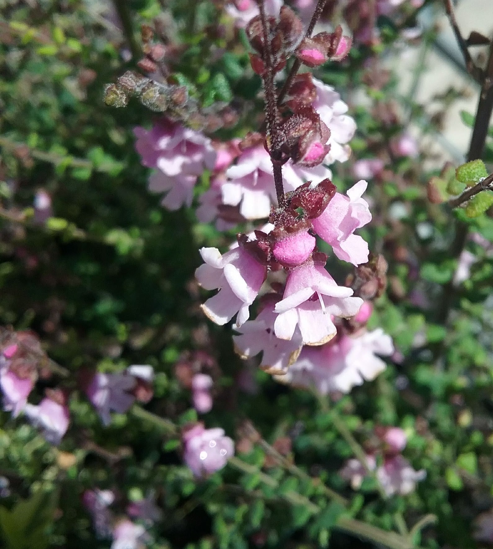 Mint Bush Pink (Prostanthera rhombea)