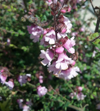 Mint Bush Pink (Prostanthera rhombea)