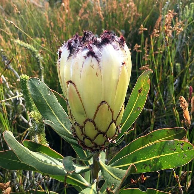 Protea 'Cream Mink' - Ladybird Nursery