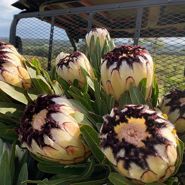 Protea 'Cream Mink'