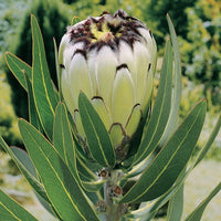 Protea 'Cream Mink' - Ladybird Nursery