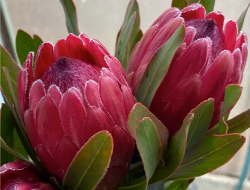 Protea Red Ice 200mm