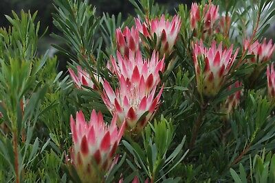 Protea Honey Repens