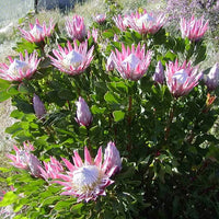 Protea 'King Pink'