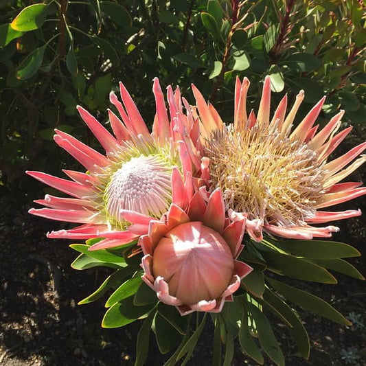 Protea 'King Pink' - Ladybird Nursery