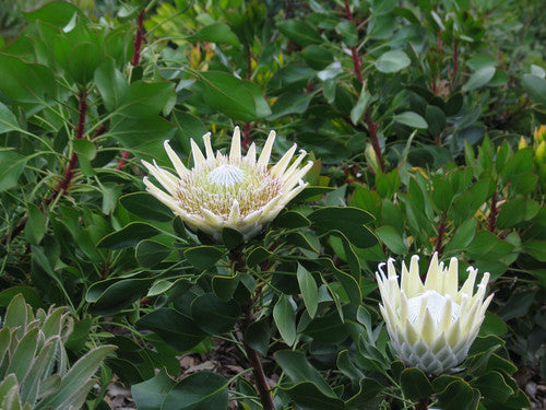 Protea 'King White'