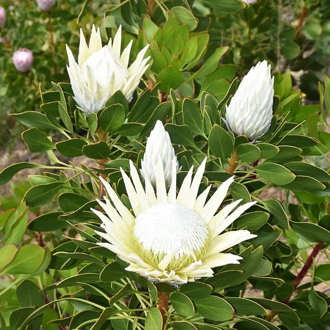 Protea 'King White' - Ladybird Nursery