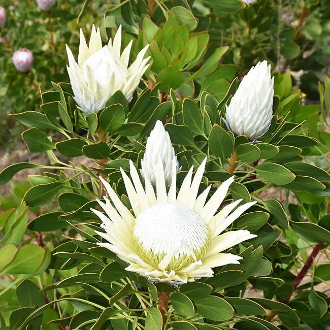 Protea 'King White'