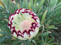 Protea Limelight (Protea)